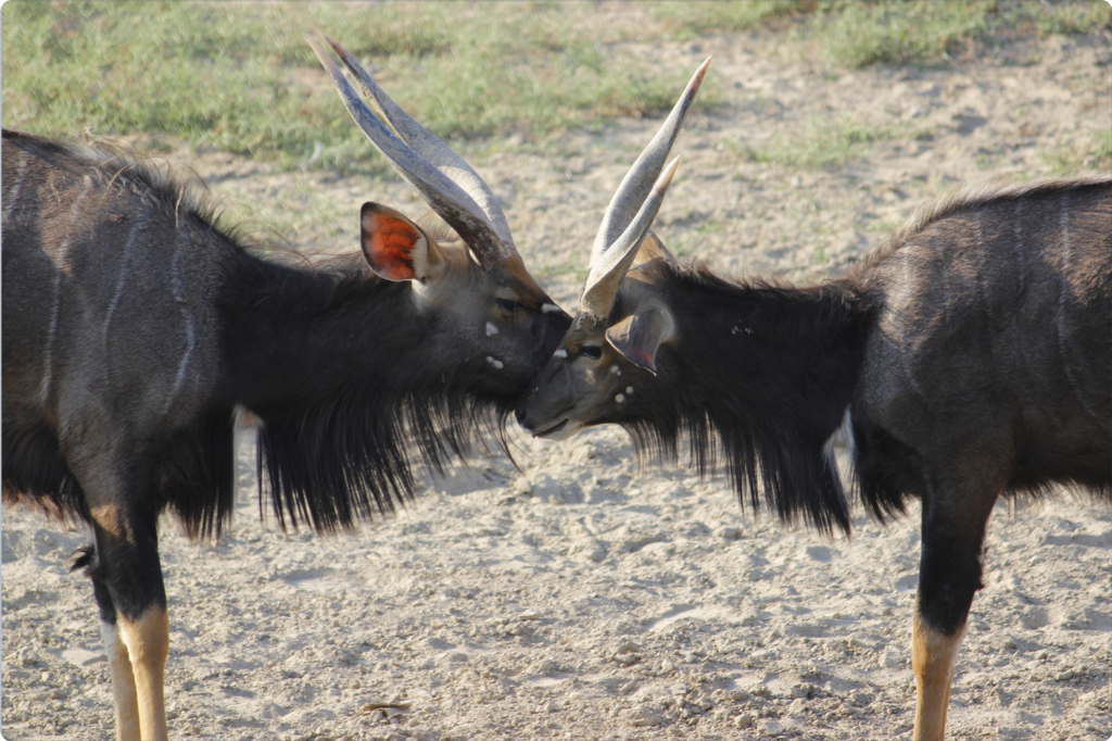Antelopes communing